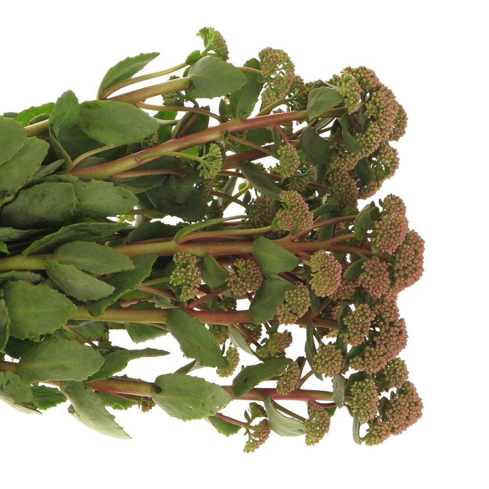 Sedum grün/rot Natur Sunrise 40cm