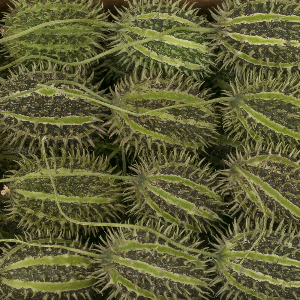 Cucumis Maryline