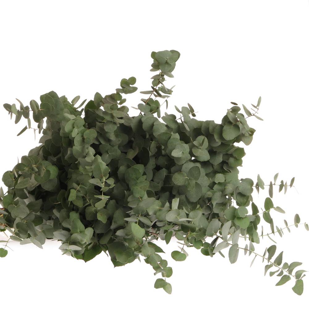 Populus grau/grün rund 150 Gramm 40cm