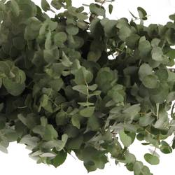 Populus grau/grün rund 150 Gramm 40cm