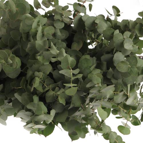 Populus grau/grün rund 150 Gramm 40cm