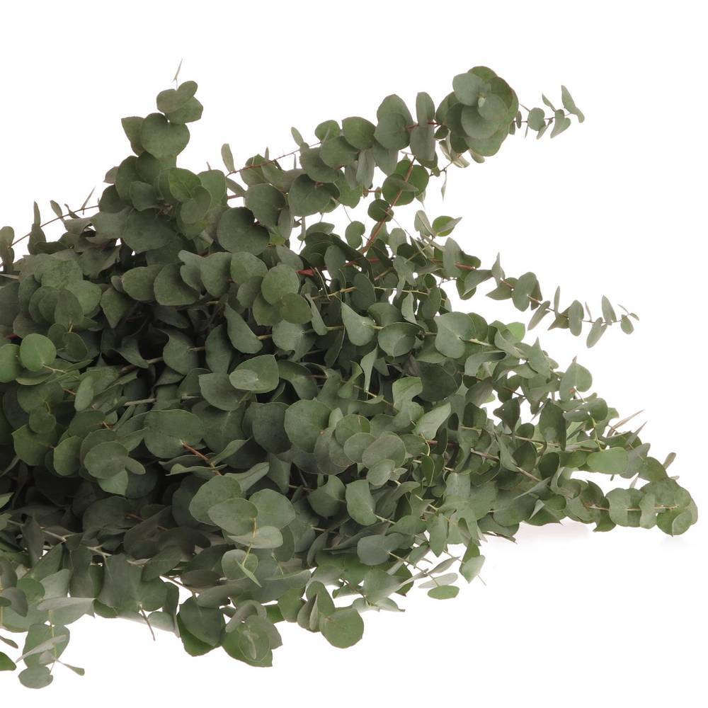Populus grau/grün rund 150 Gramm 40cm