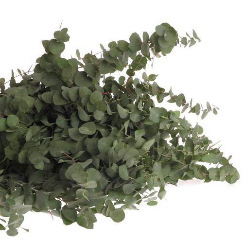 Populus grau/grün rund 150 Gramm 40cm