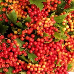 Viburnum rot/grün Compactum 70cm