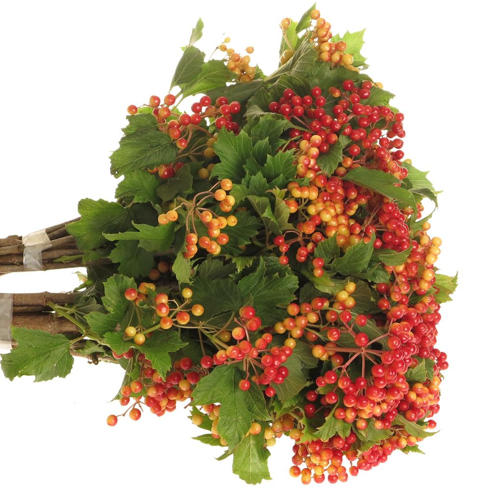 Viburnum rot/grün Compactum 70cm