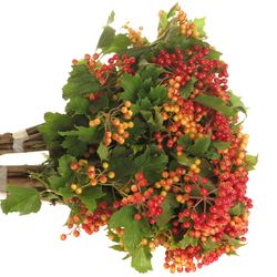 Viburnum rot/grün Compactum 70cm