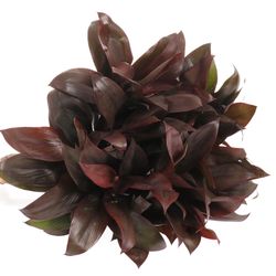 Cordyline rot Compacta 45cm