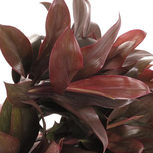 Cordyline rot Compacta 45cm