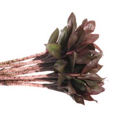 Cordyline rot Compacta 45cm