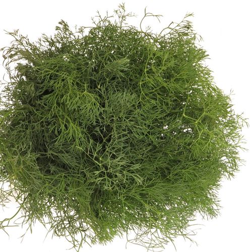 Corallino grün Fein Super 55cm