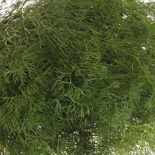Corallino grün Fein Super 55cm