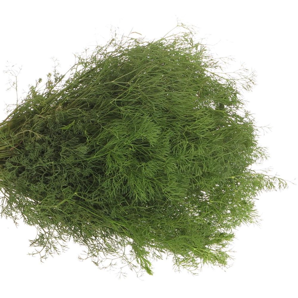 Corallino grün Fein Super 55cm
