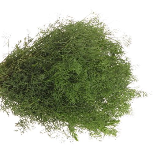 Corallino grün Fein Super 55cm