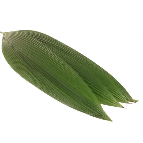 Curculigo Blatt grün 90cm