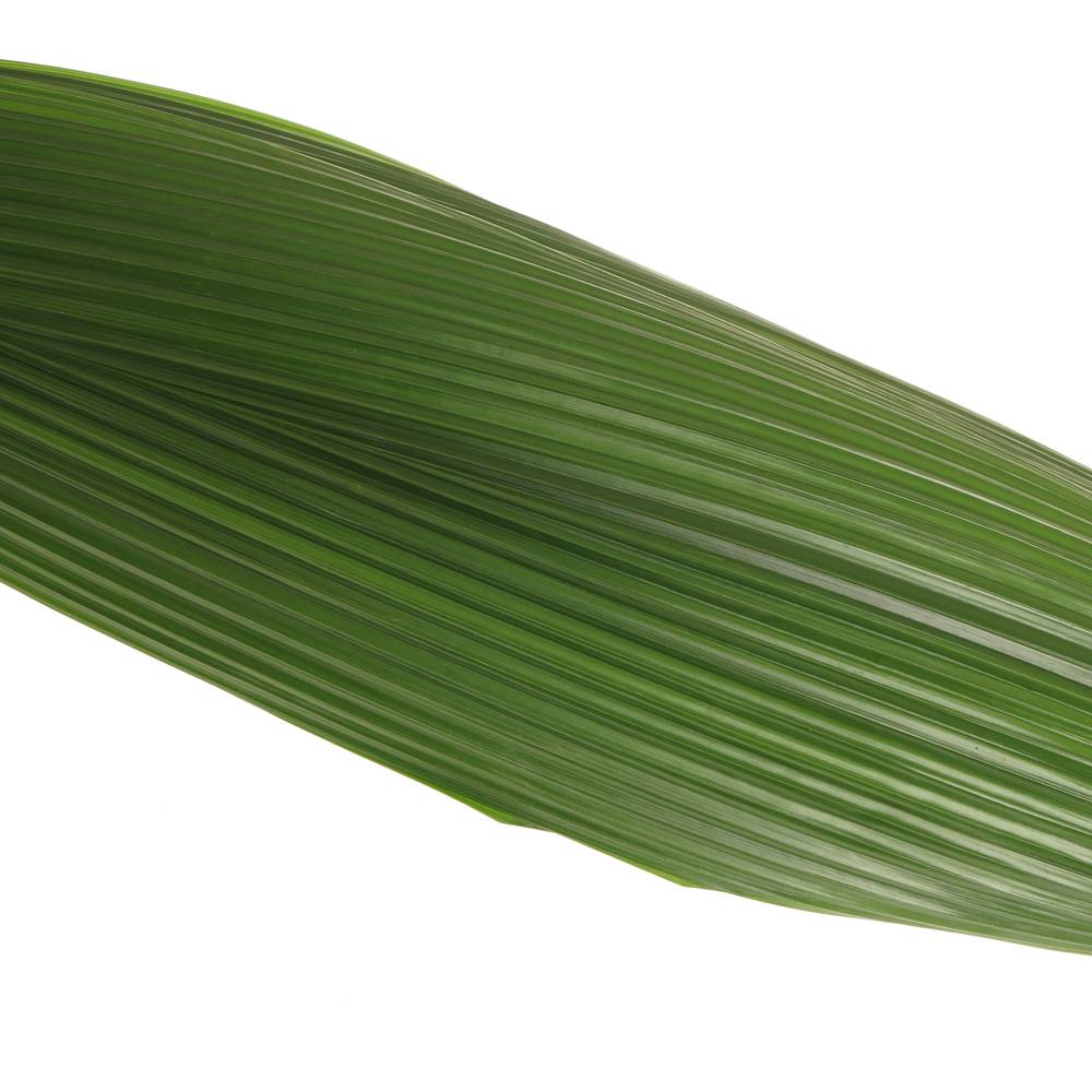 Curculigo Blatt grün 90cm