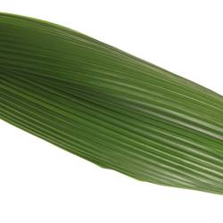 Curculigo Blatt grün 90cm