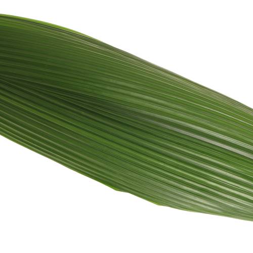 Curculigo Blatt grün 90cm