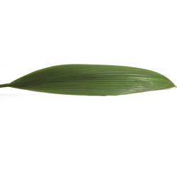 Curculigo Blatt grün 90cm