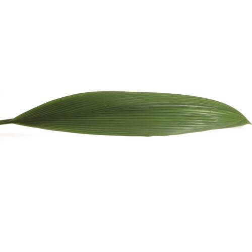 Curculigo Blatt grün 90cm