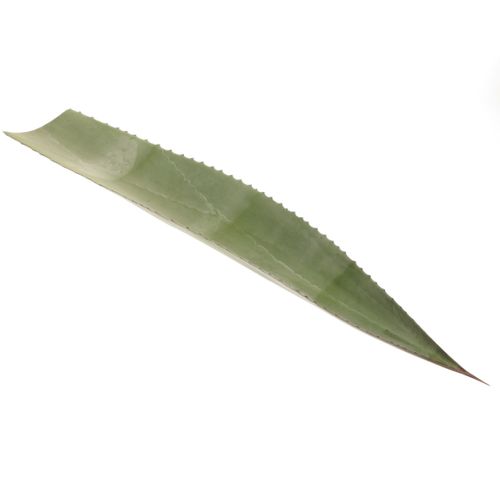 Agave Blatt dunkel grün 80cm