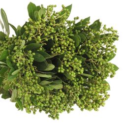 Viburnum grün/dunkel grün Beer 50cm