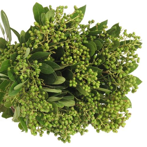 Viburnum grün/dunkel grün Beer 50cm