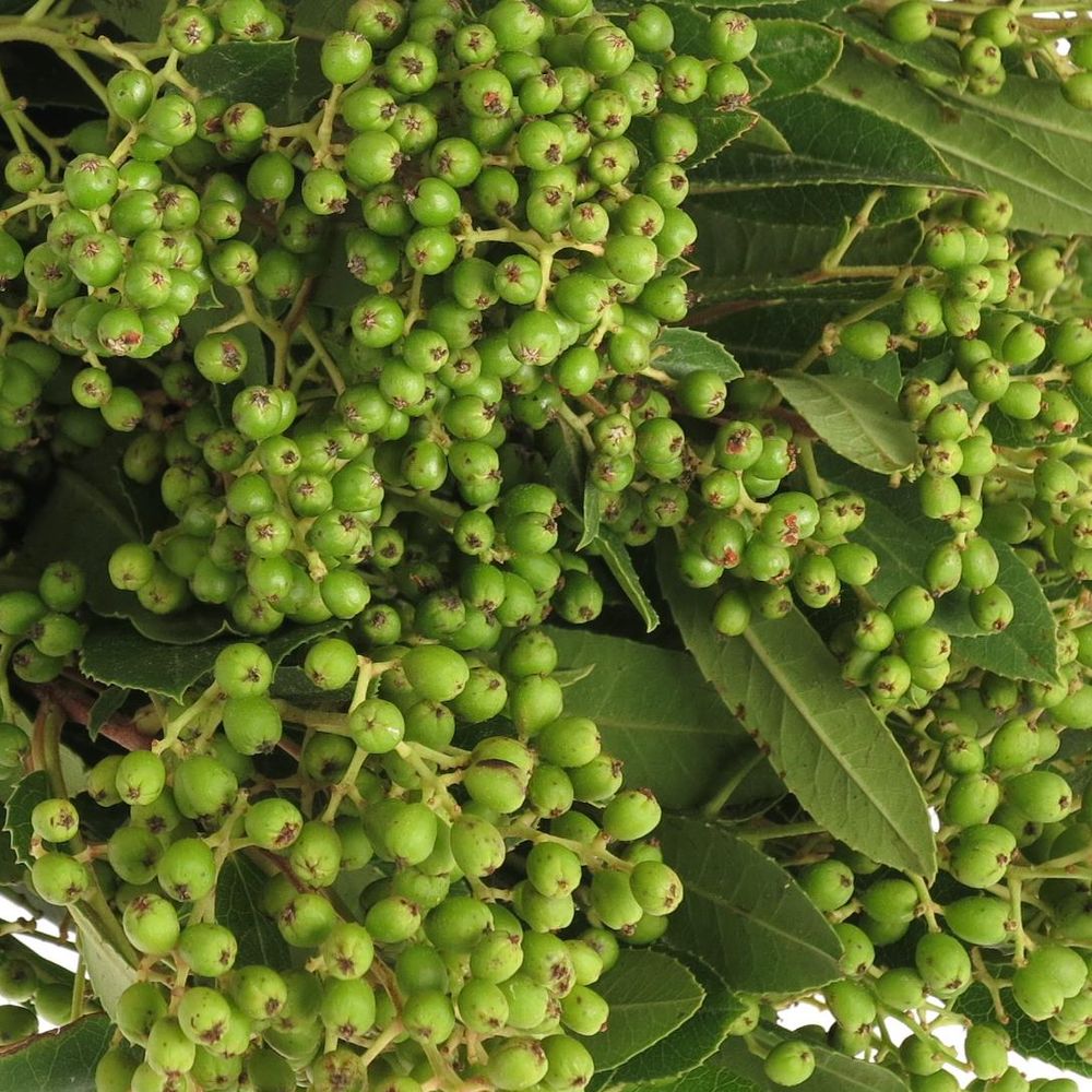 Viburnum grün/dunkel grün Beer 50cm