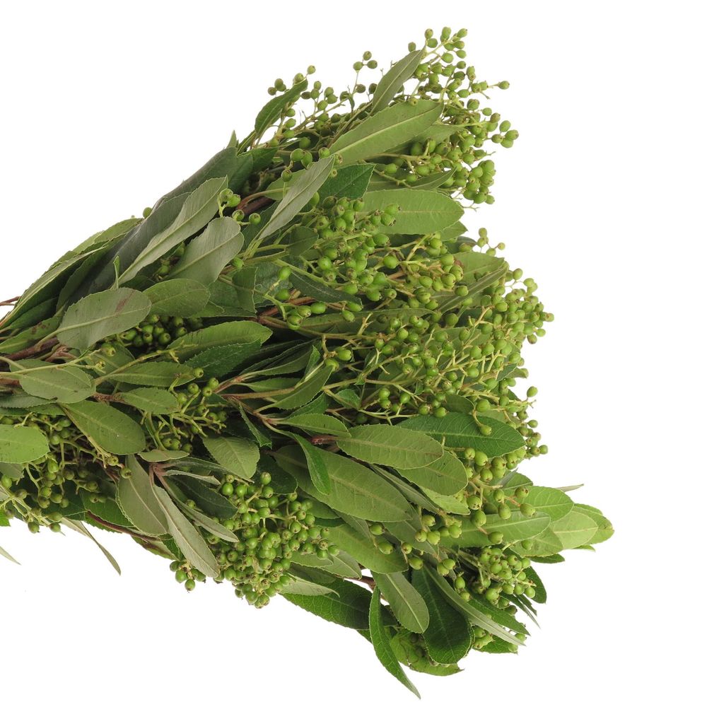 Viburnum grün/dunkel grün Beer 50cm