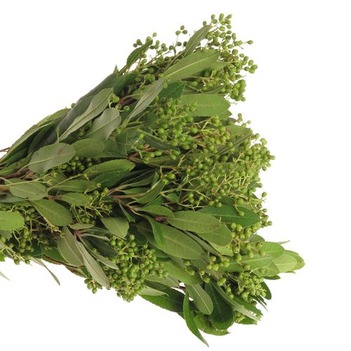 Viburnum grün/dunkel grün Beer 50cm