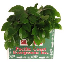 Salal grün Tips Karton X25