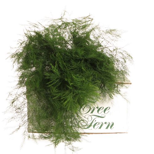 Treefarn grün Tiki Karton 60cm