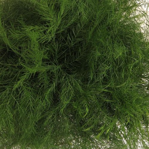 Treefarn grün Tiki Karton 60cm