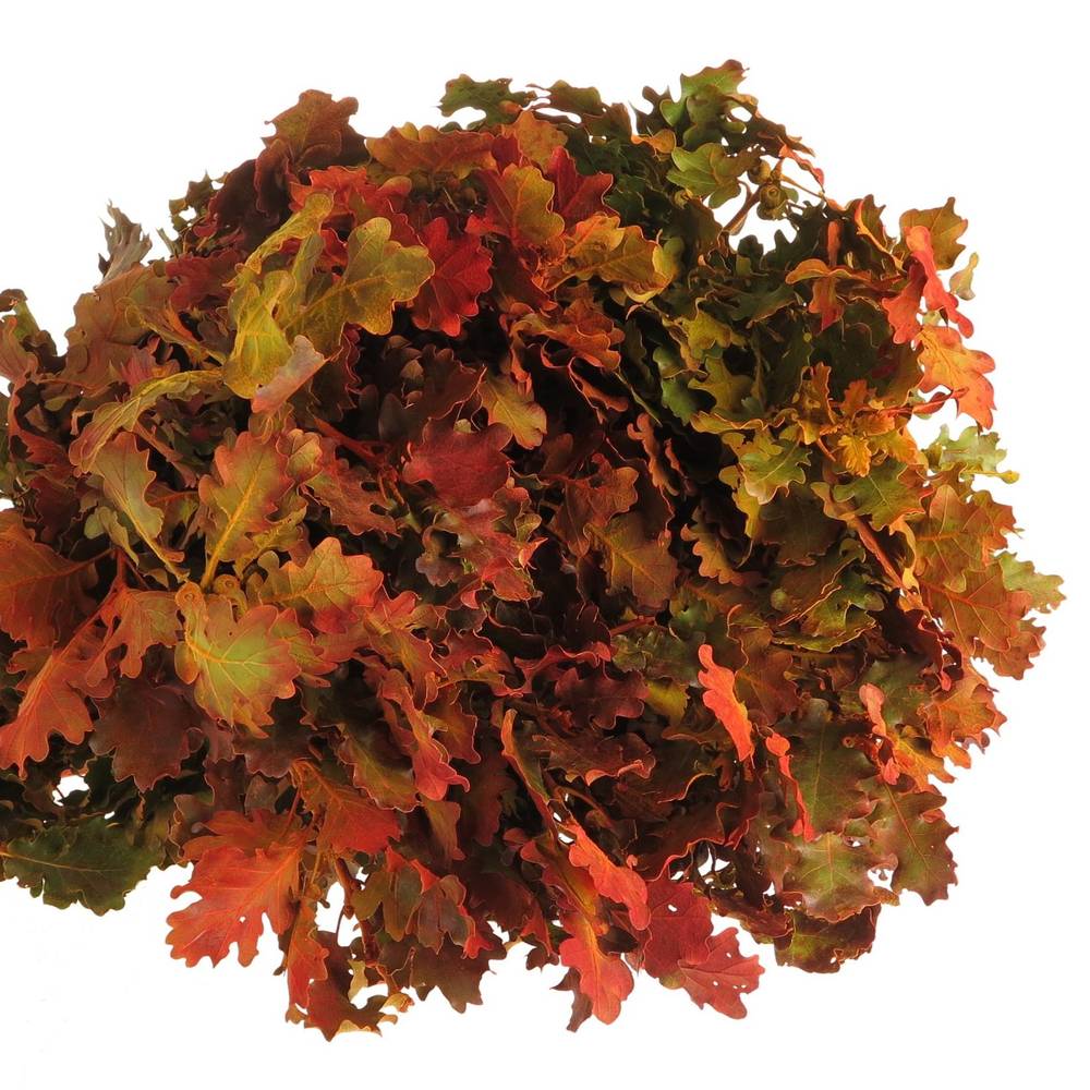 Eichenlaub mix Herbst Italien gefärbt 50cm
