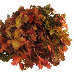 Eichenlaub mix Herbst Italien gefärbt 50cm