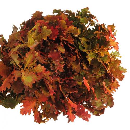 Eichenlaub mix Herbst Italien gefärbt 50cm