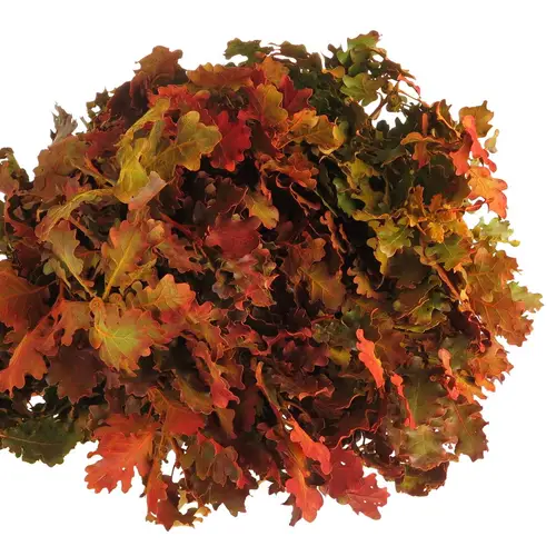 Eichenlaub mix Herbst Italien gefärbt 50cm