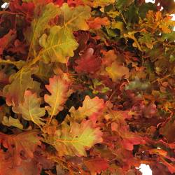 Eichenlaub mix Herbst Italien gefärbt 50cm