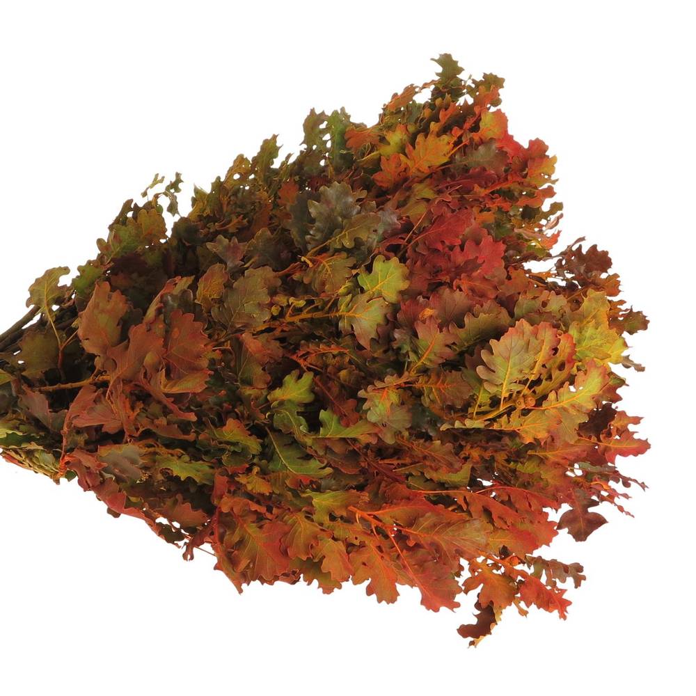 Eichenlaub mix Herbst Italien gefärbt 50cm