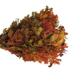 Eichenlaub mix Herbst Italien gefärbt 50cm
