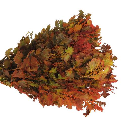 Eichenlaub mix Herbst Italien gefärbt 50cm