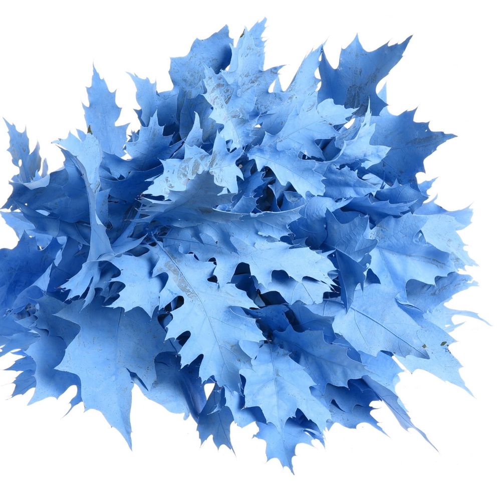 Eichenlaub blau hell gefärbt 80cm