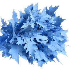 Eichenlaub blau hell gefärbt 80cm