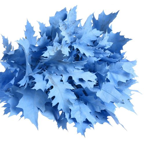Eichenlaub blau hell gefärbt 80cm