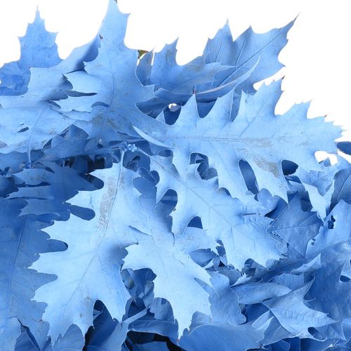 Eichenlaub blau hell gefärbt 80cm