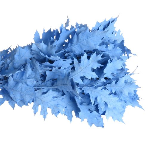 Eichenlaub blau hell gefärbt 80cm