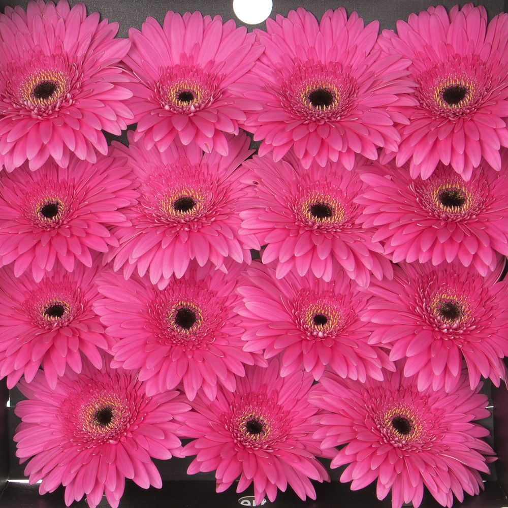 Gerbera pink Madeira