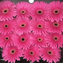 Gerbera pink Madeira