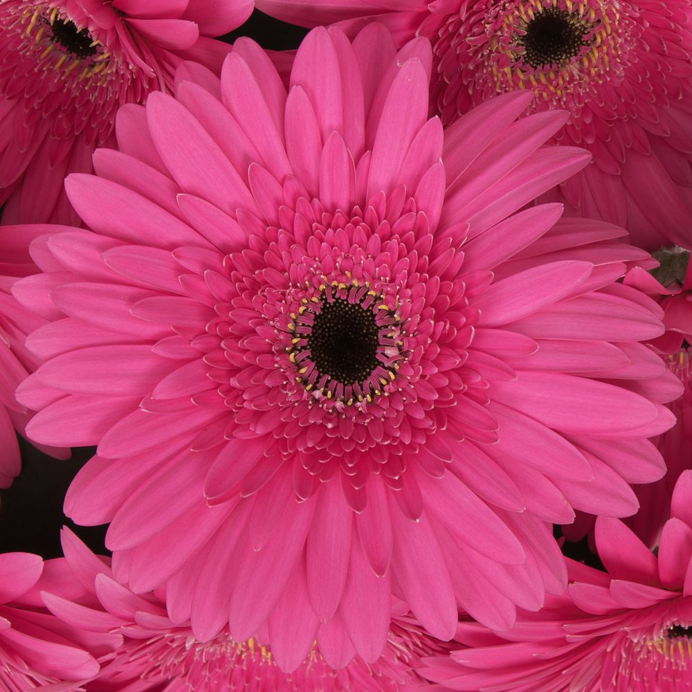 Gerbera pink Madeira