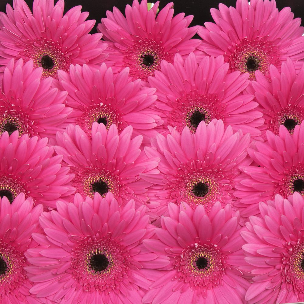 Gerbera pink Madeira