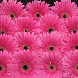Gerbera pink Madeira